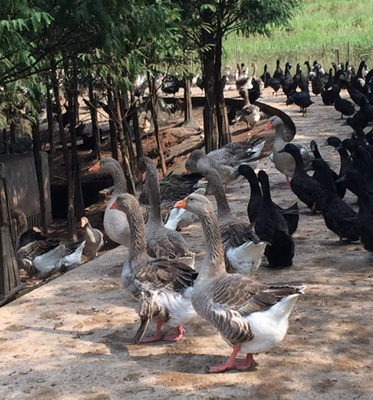 重庆为恩生态农业 以品质守护舌尖上的健康，打造家禽养殖与年猪预定新标杆