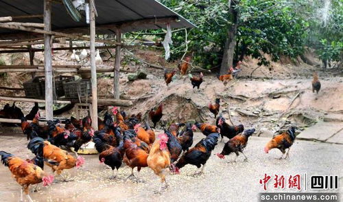 营山 定点帮扶激活乡村振兴“一池春水”，家禽销售跑出加速度