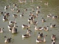 肉鹅市场行情解析 批发价格、销售渠道与养殖前景