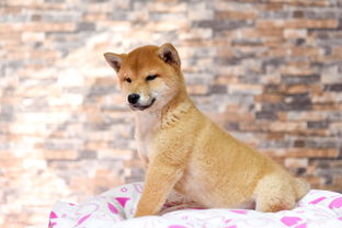 精品柴犬，专业繁殖——健康陪伴的承诺与保障