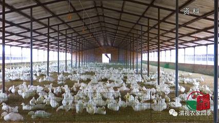 渭南市农业产业与家禽销售全面复苏，企业复工率高达96.6%