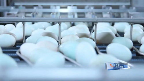 从餐桌到产地 湖北家禽如何占据香港半数蛋市场