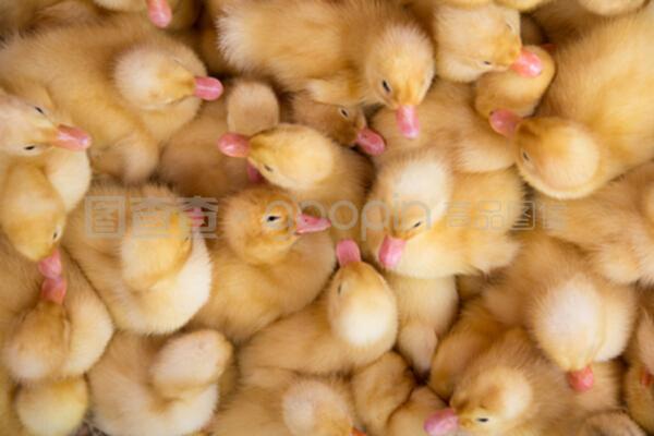 家禽养殖场与家禽销售 产业链的关键环节与未来展望