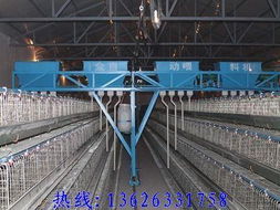 自动化养鸡喂料机 提升家禽养殖效率与销售收益的关键