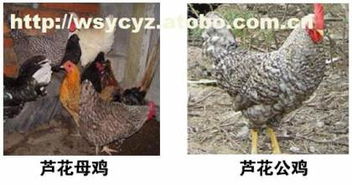 汶上县益春养殖农民专业合作社热销3.5斤家禽，质优价廉，阿土伯网火热促销中