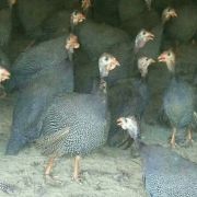 江西土鸡销售 家禽市场中的绿色新机遇