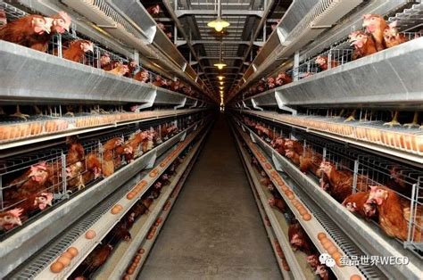 蛋鸡养殖公司起名大全与内涵的农产品公司名字整理