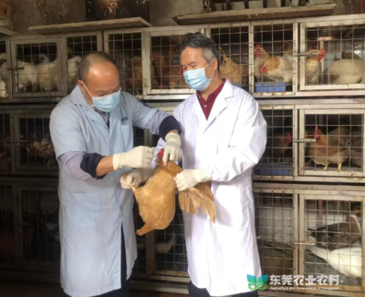 茶山扎实推进农贸市场动物疫病监测采样工作 筑牢家禽销售安全防线