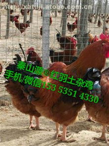 热卖促销｜陕西秦山源生态农业发展有限责任公司家禽销售