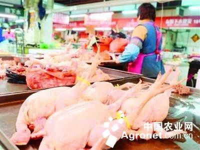春节活禽禁售令之下，家禽销售何去何从？
