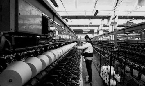 逆袭的郑州 家禽销售市场的转型与崛起