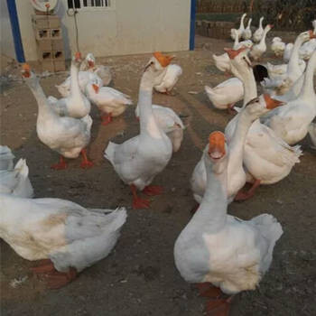 鹅苗批发基地 家禽销售的专业之选