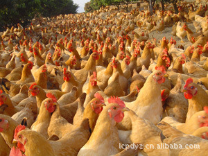 广西三黄鸡 优质家禽引领健康饮食新风尚